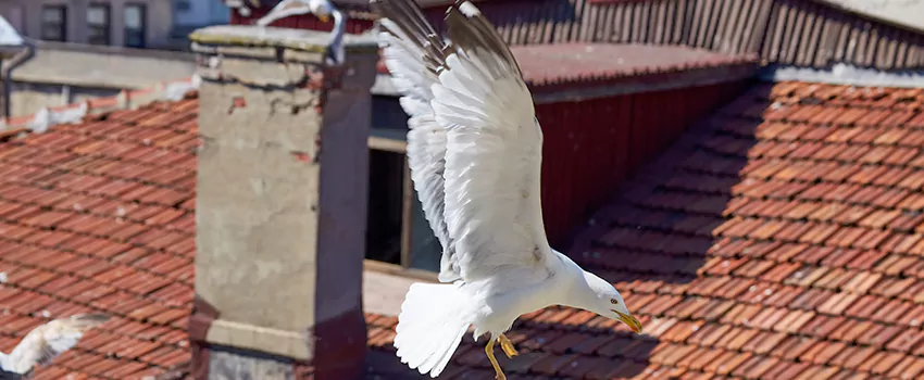 Residential Chimney Animal Removal Solution in Prescott, AZ
