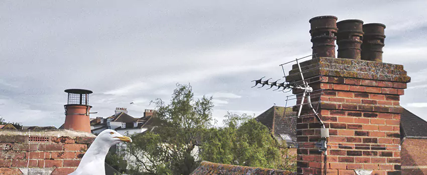 Chimney Cleaning And Restoration in Prescott, Arizona